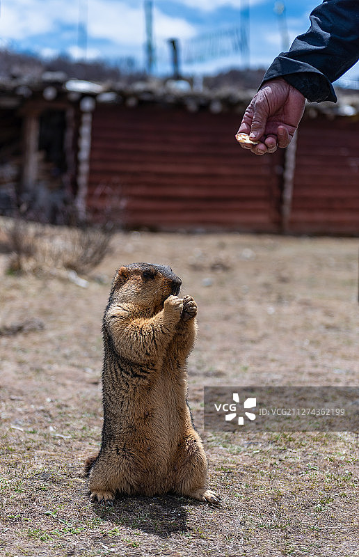 旱獭土拔鼠与人类喂食图片素材