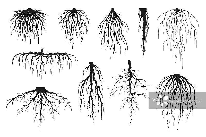 植物根系剪影图片素材