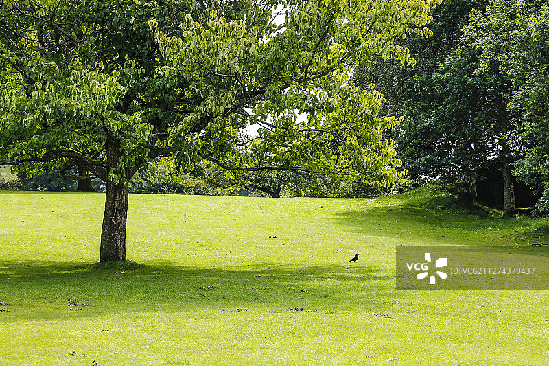 英国绿地生态图片素材