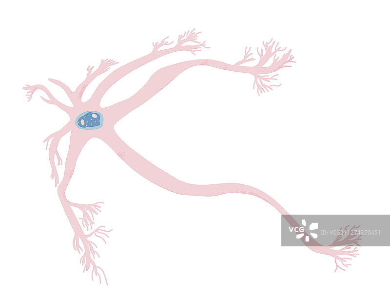 神经元细胞简易设计图片素材