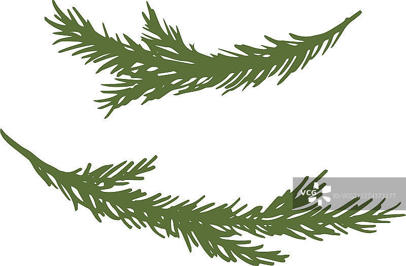 手绘云杉树枝素材图片素材