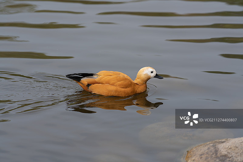 赤麻鸭图片素材