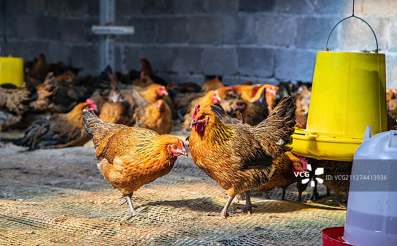 乡村养鸡场内景图片素材