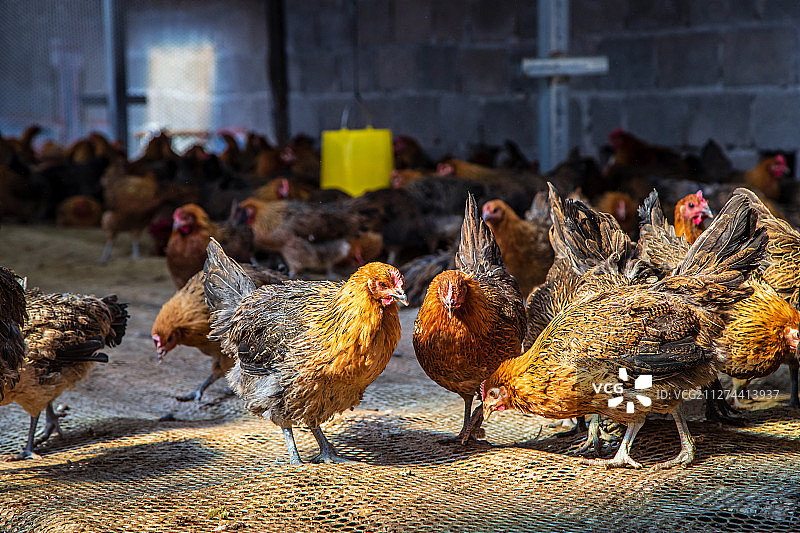乡村养鸡场内景图片素材
