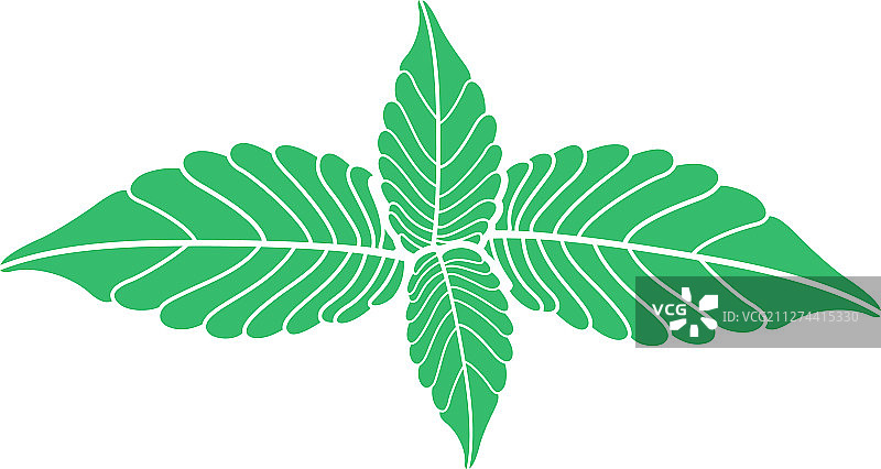 薄荷图片素材