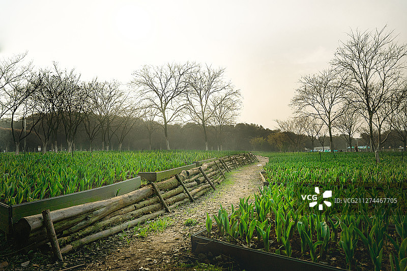 江西省南昌市凤凰沟景区内的乡间小路图片素材