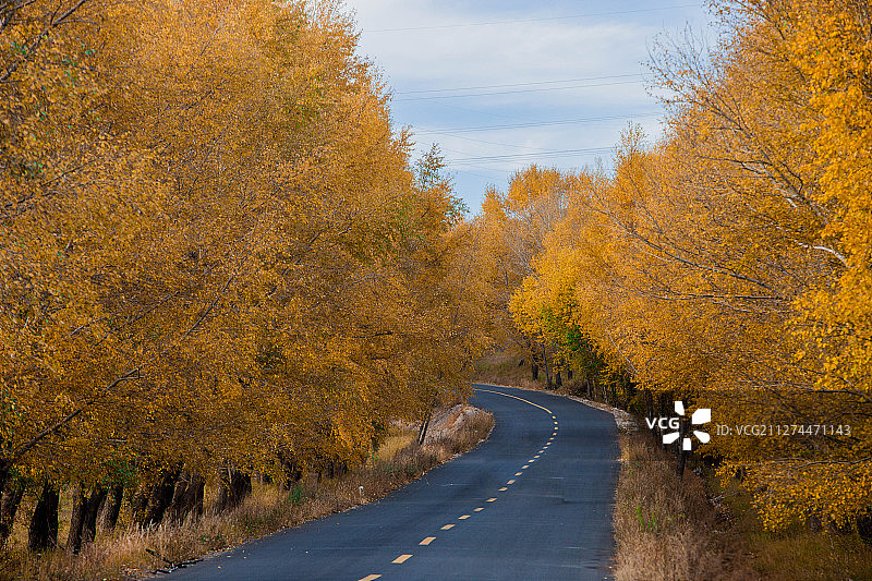 秋天黄叶下的公路图片素材