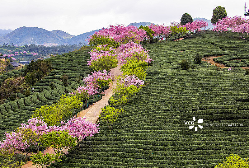 茶园樱花   樱红茶绿图片素材