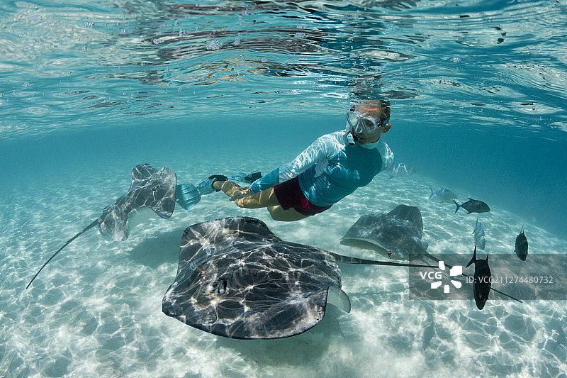 在法属波利尼西亚莫雷阿岛与粉色蝠鲼在泻湖中浮潜图片素材