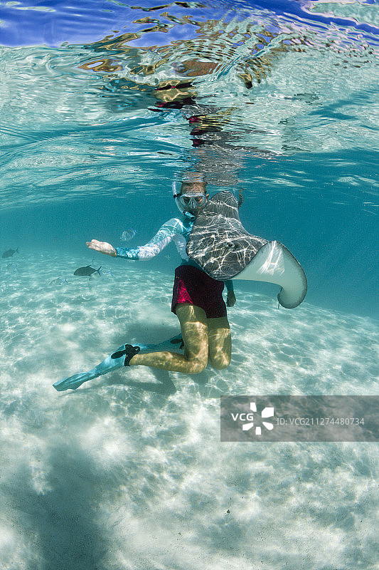 在法属波利尼西亚莫雷阿岛与粉色蝠鲼在泻湖中浮潜图片素材