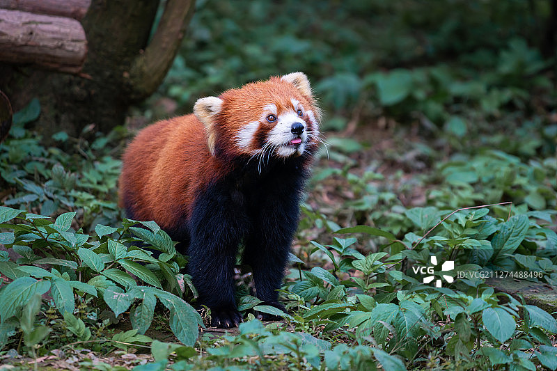 小熊猫图片素材