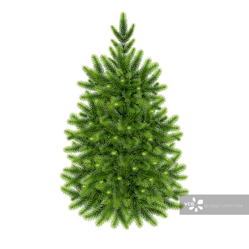 蓬松的绿色冷杉树图片素材