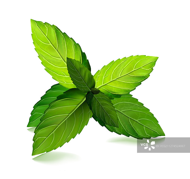 新鲜薄荷叶薄荷醇健康草本香气图片素材