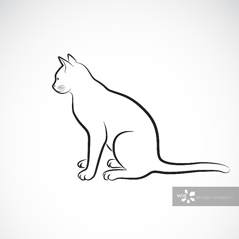 白色背景上的坐着的猫图片素材