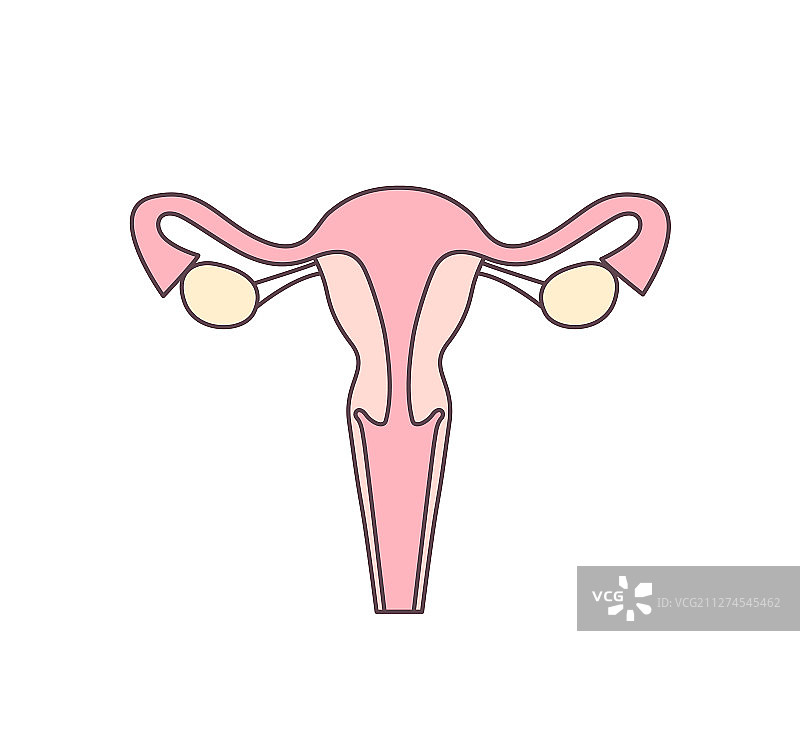 子宫扁平图图片素材
