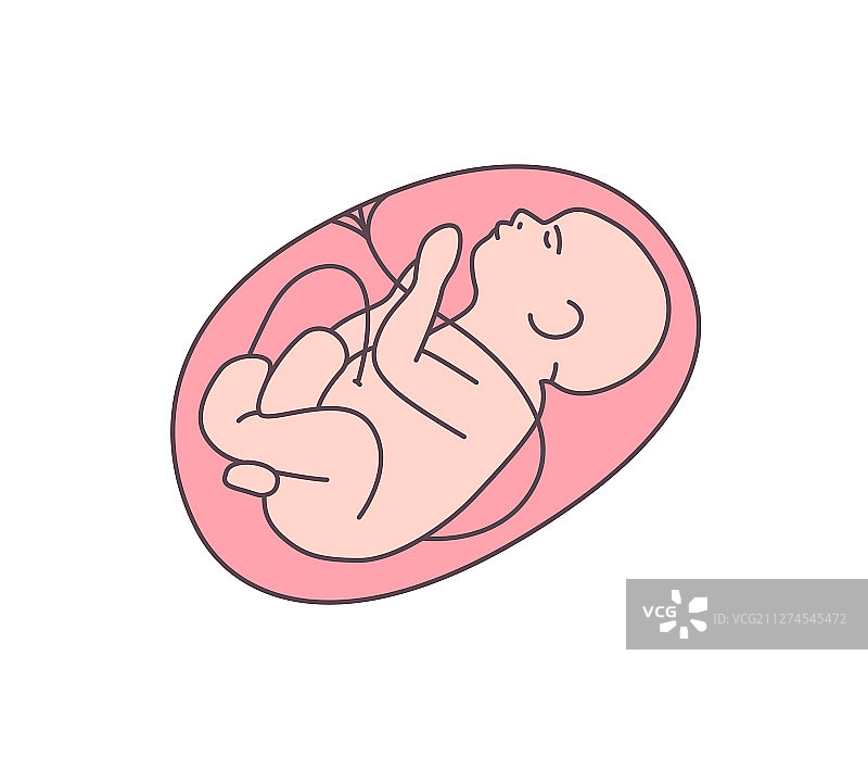 健康的未出生婴儿图片素材
