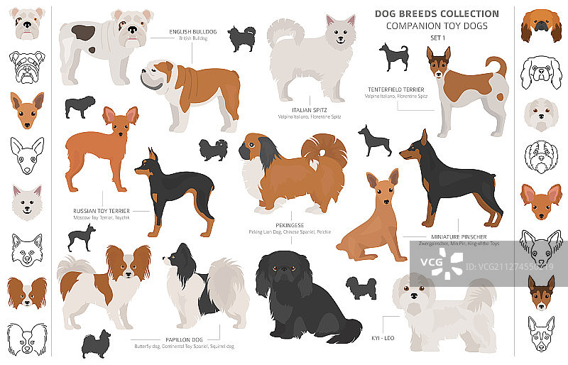 伴侣犬和迷你玩具犬合集图片素材