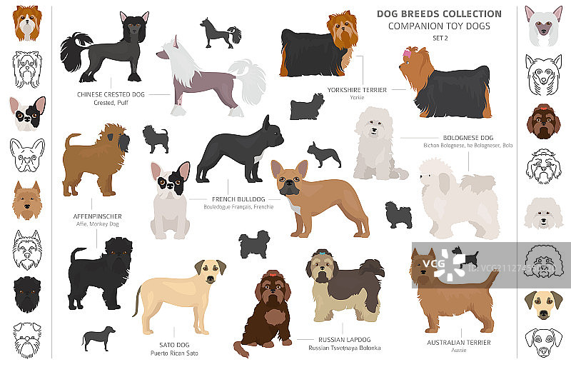 伴侣犬和迷你玩具犬合集图片素材