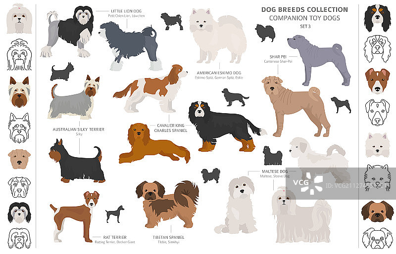 伴侣犬和迷你玩具犬合集图片素材