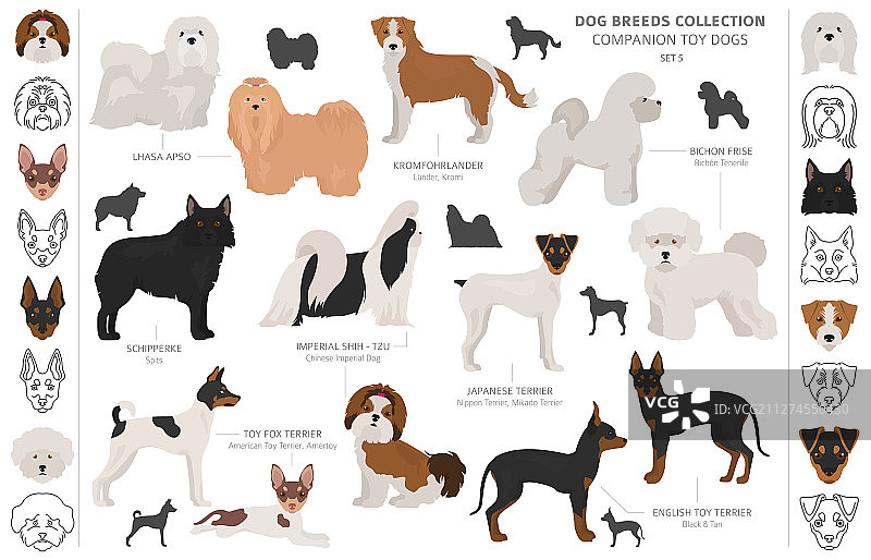 伴侣犬和迷你玩具犬合集图片素材