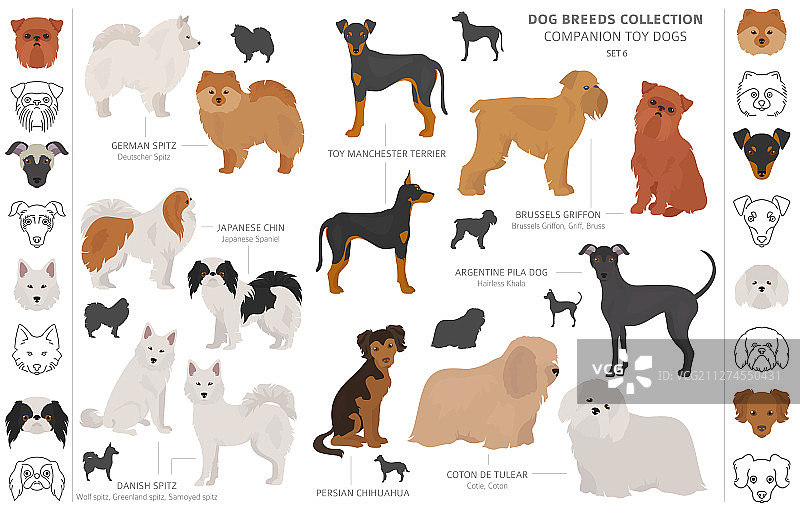 伴侣犬和迷你玩具犬合集图片素材