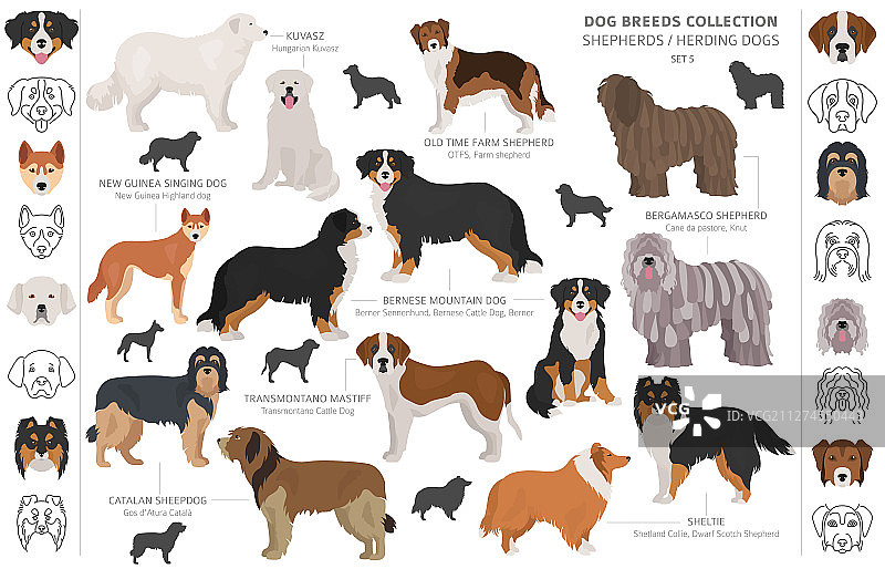 牧羊人和牧羊犬合集图片素材