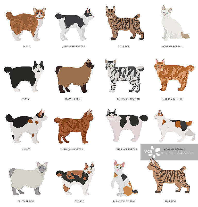 短尾家猫品种图片素材