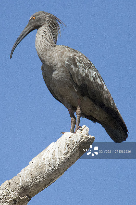 铅色朱鹭图片素材