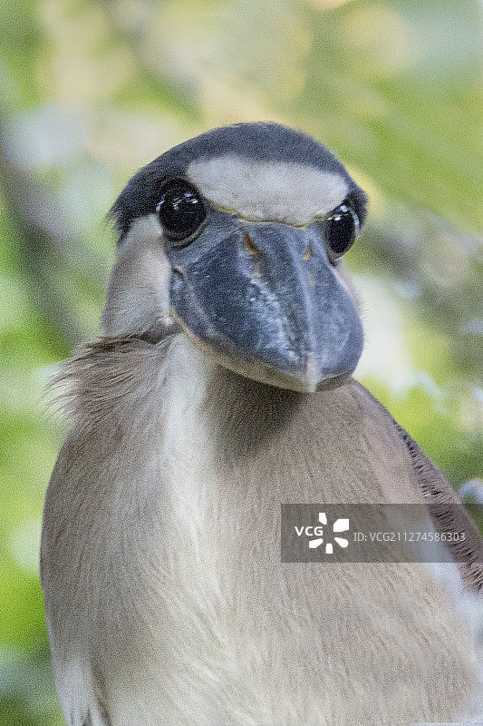鹭嘴鹭的特写图片素材