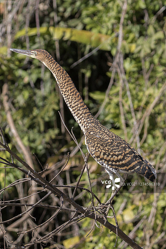 棕红鹭的中间形态图片素材