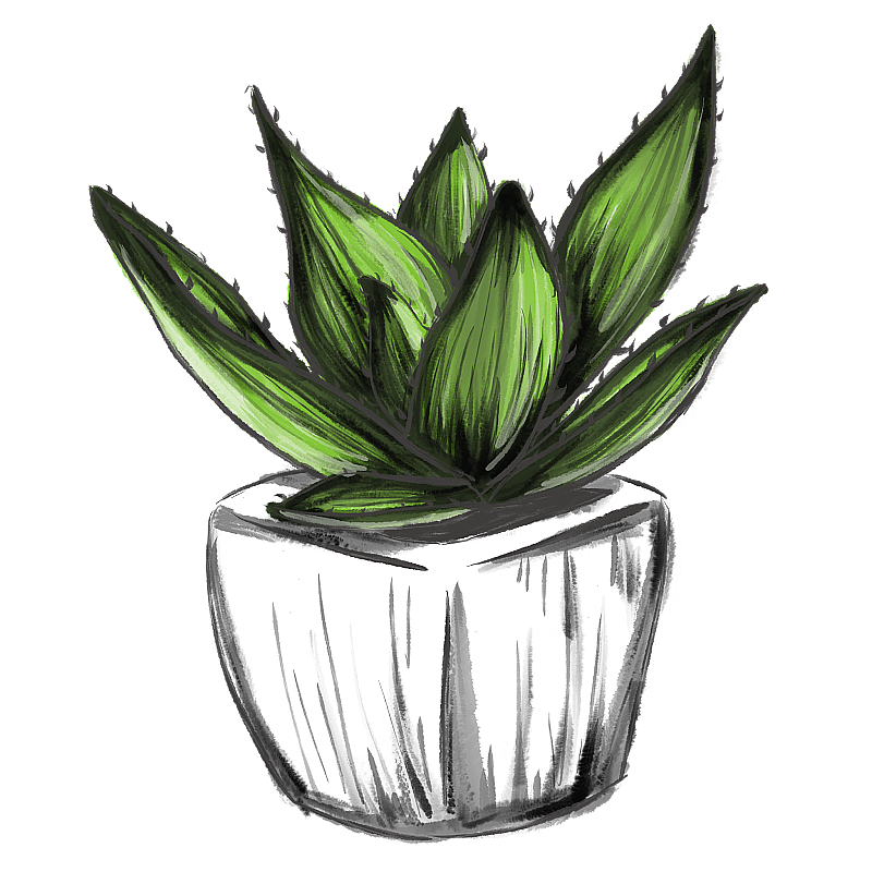 绿植-芦荟图片素材