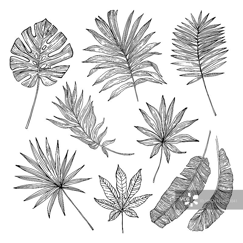 热带树叶剪影复古元素合集图片素材