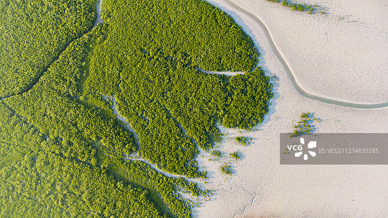 四必湾红树林图片素材