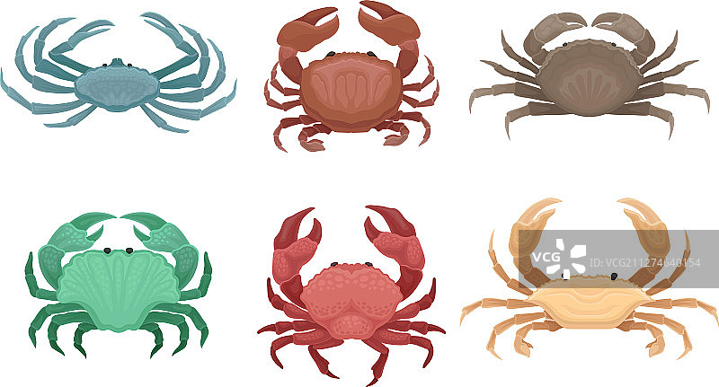 螃蟹种类合集图片素材