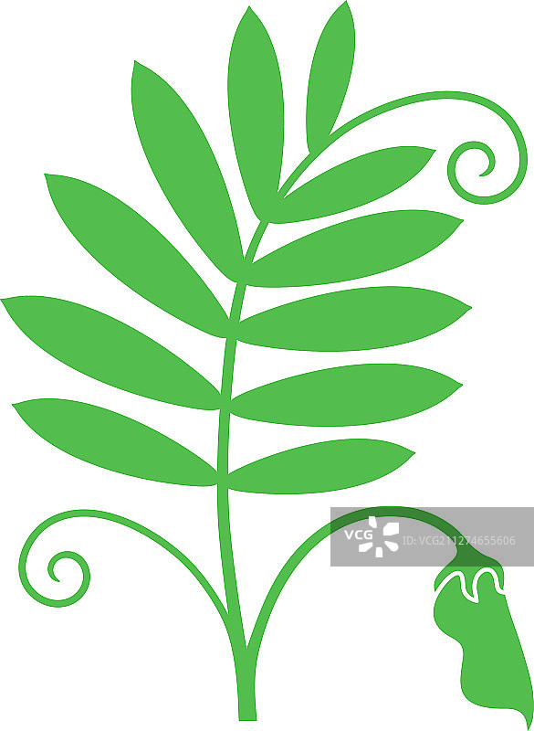 小扁豆图片素材