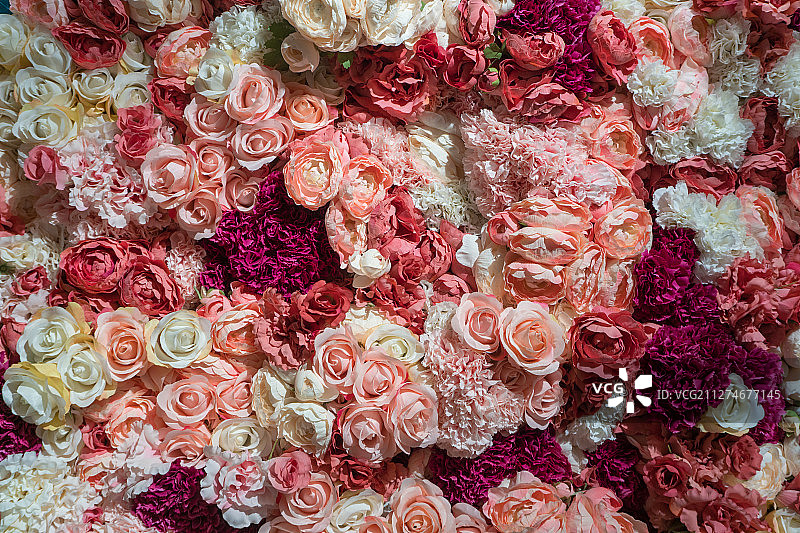 美丽的玫瑰花墙图片素材