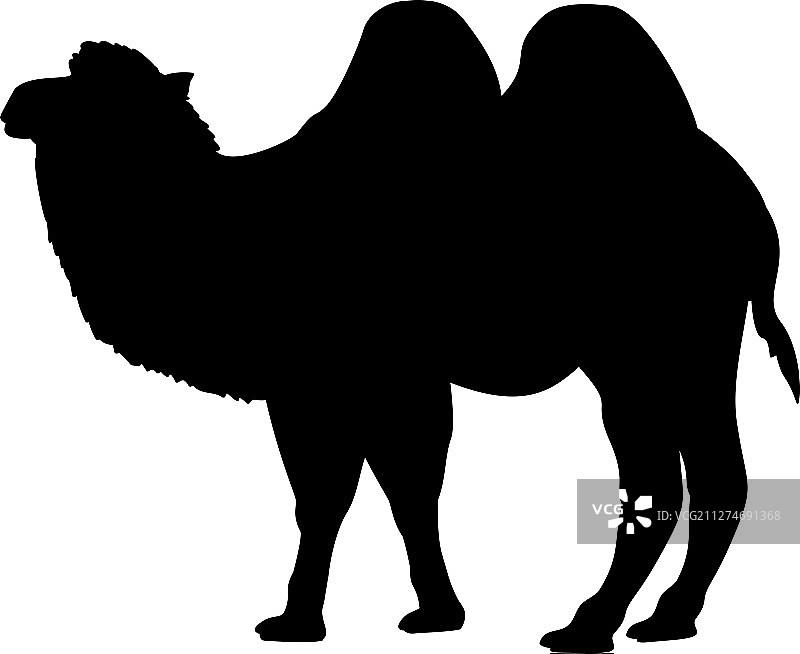 骆驼沙漠野生动物剪影图片素材