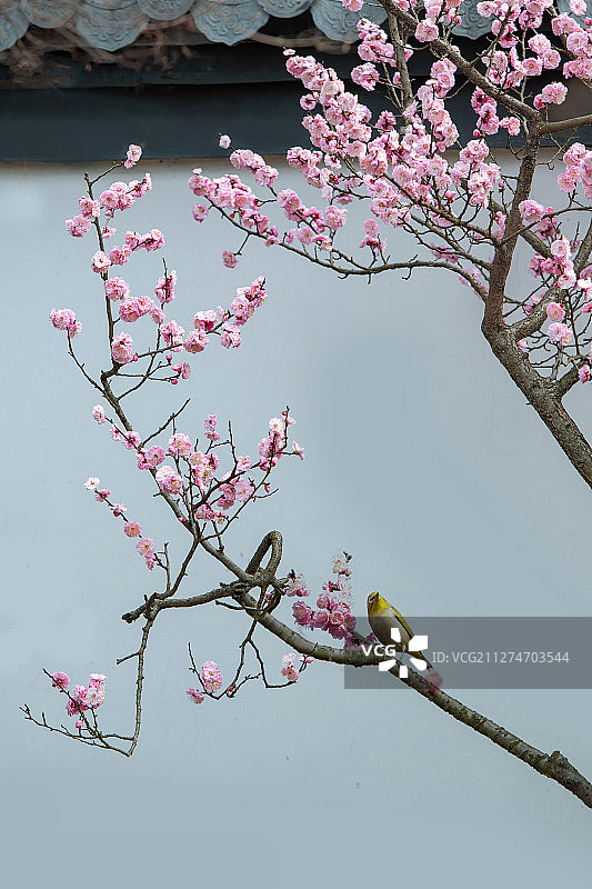 梅花盛开，香引小鸟枝头跳图片素材