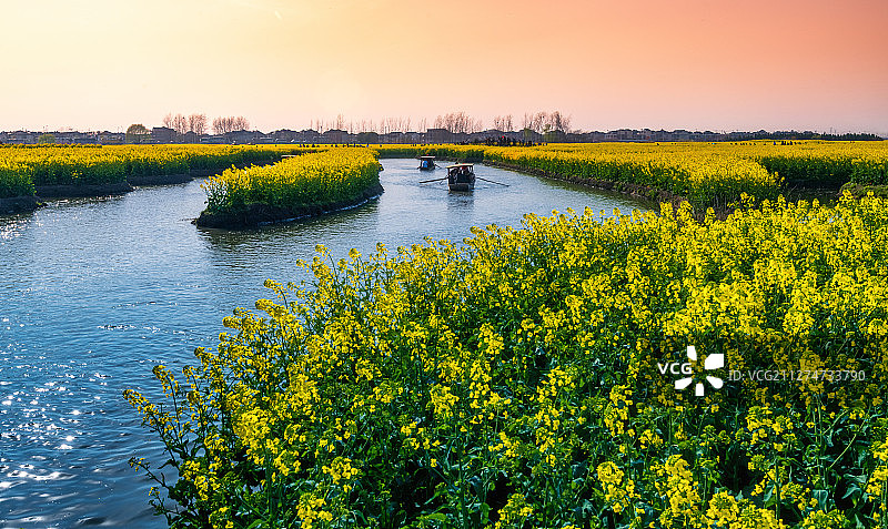 江苏泰州兴化垛田春色图片素材