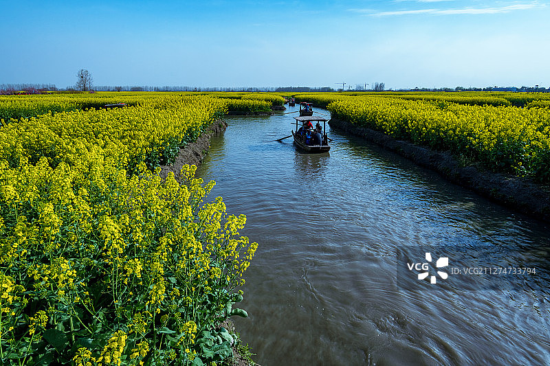 江苏泰州兴化垛田春色图片素材