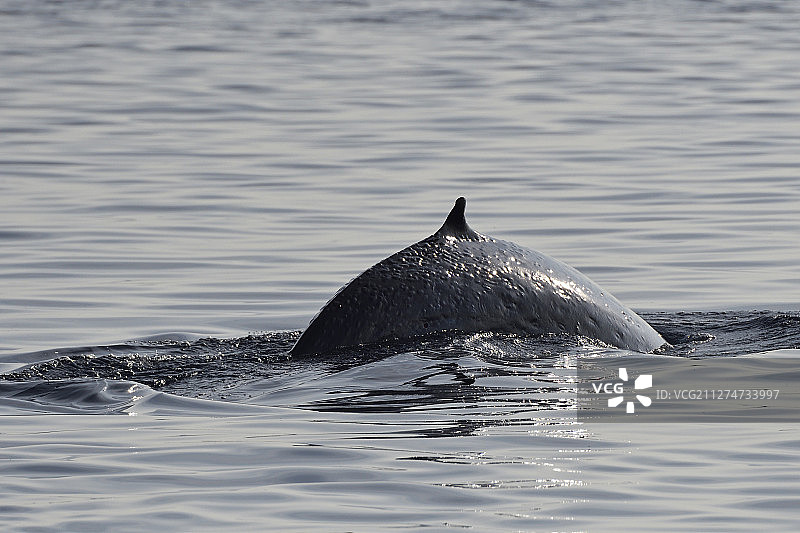布氏鲸图片素材