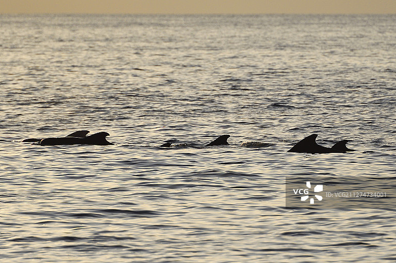 短鳍领航鲸，Globicephala macrorhynchus，拉贾安帕特，西巴布亚图片素材