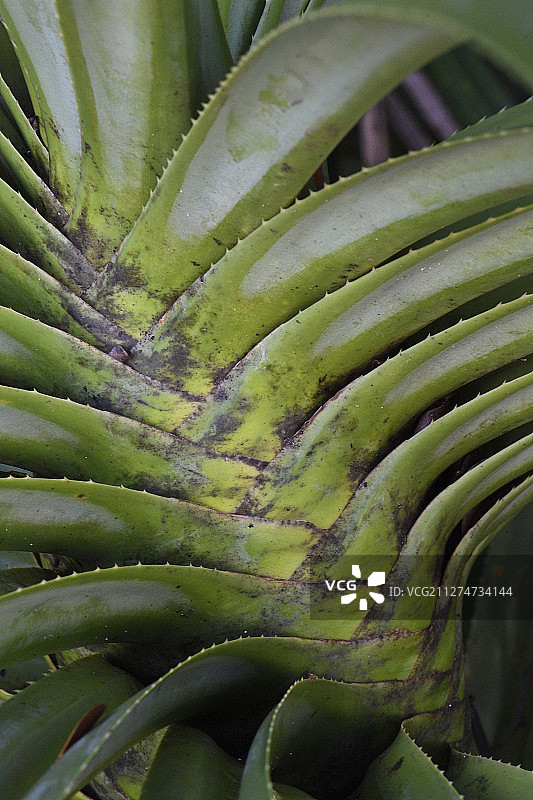 西巴布亚拉贾安帕特群岛的露兜树叶图片素材