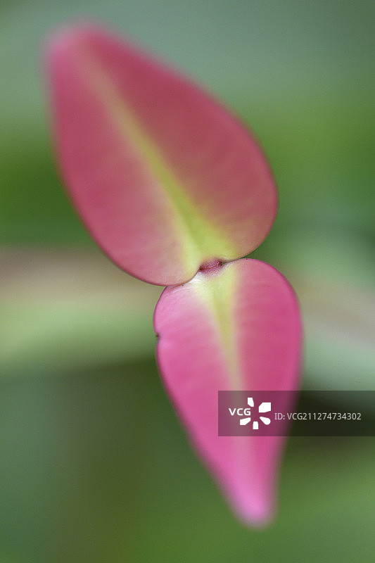 拉贾安帕群岛，西巴布亚图片素材