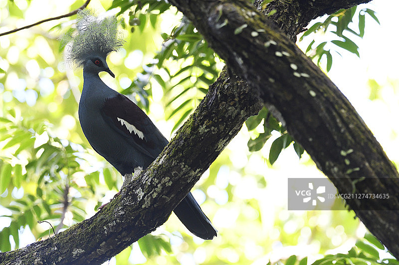 栖息在树上的西方凤冠鸠图片素材