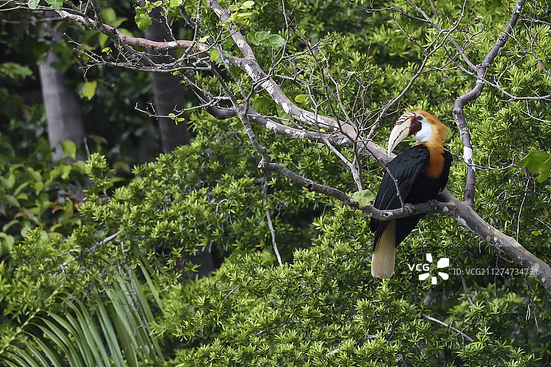 新几内亚特里同湾的巴布亚或布莱斯犀鸟图片素材
