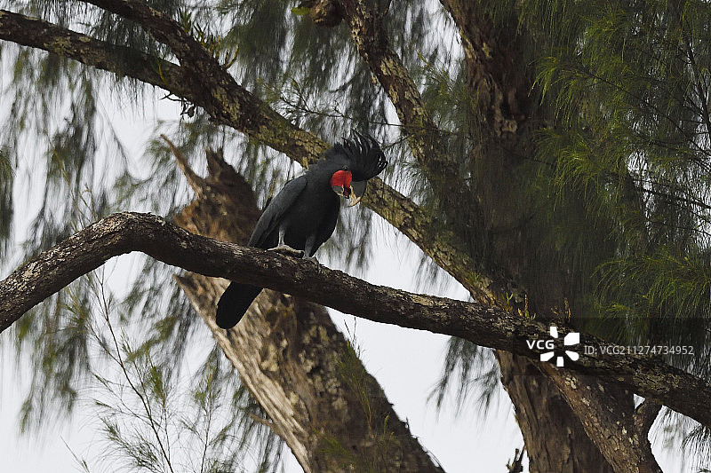 棕榈凤头鹦鹉，Probosciger aterrimus，新几内亚图片素材