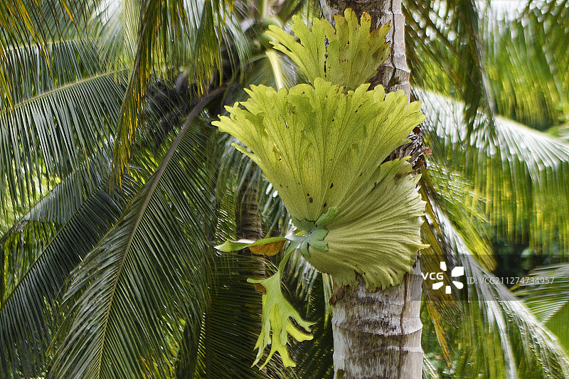 鹿角蕨图片素材
