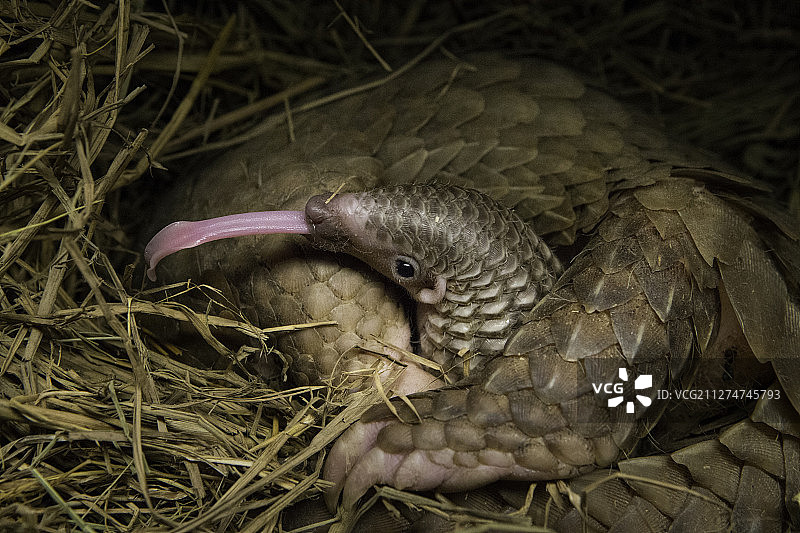 穿山甲图片素材