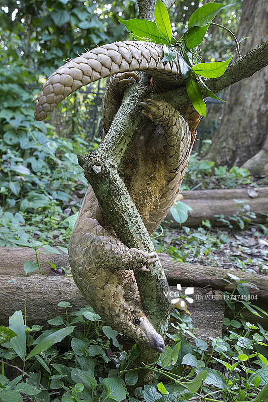 穿山甲图片素材